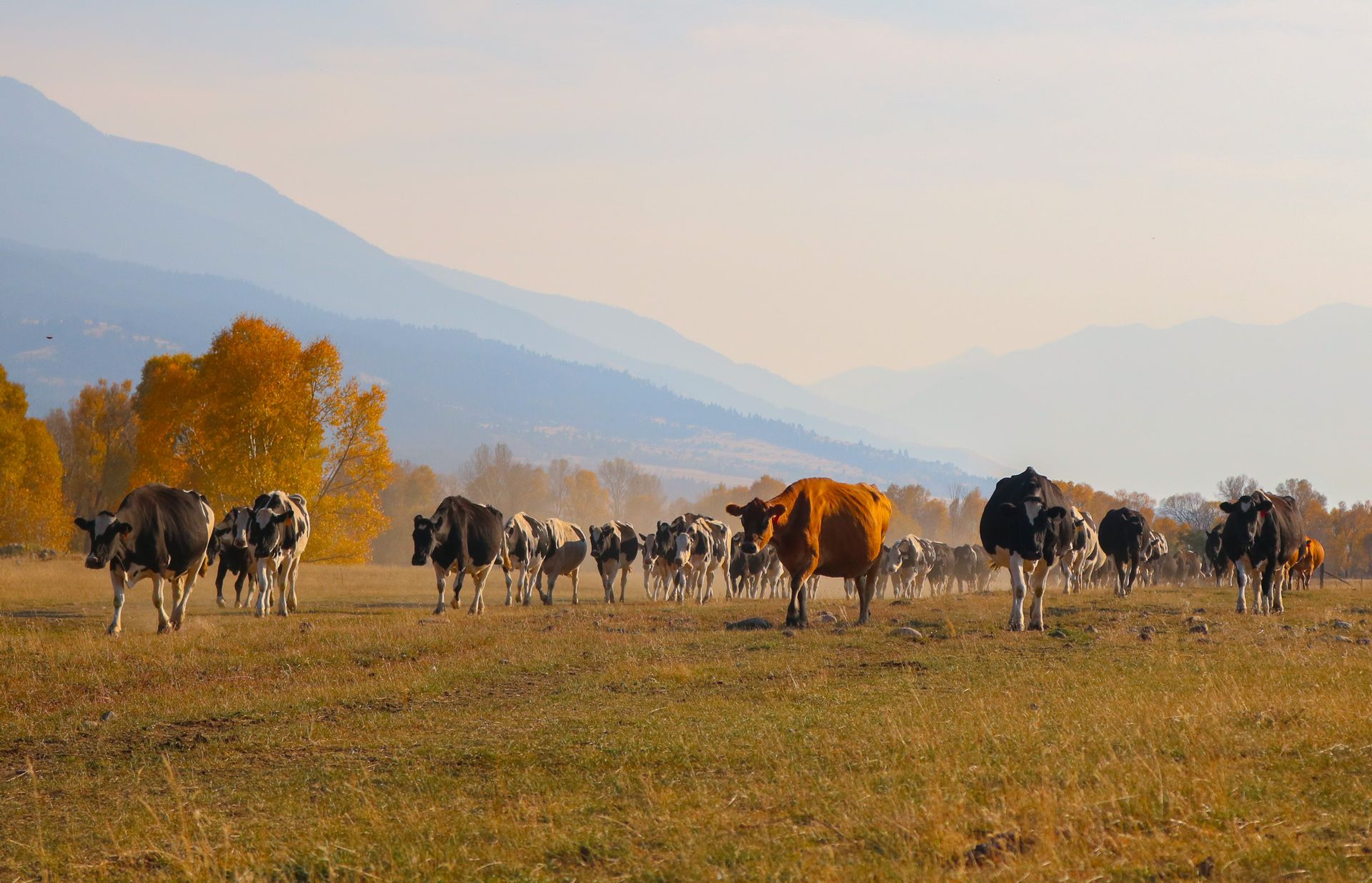 A herd of cows grazing in a field with mountains in the background.