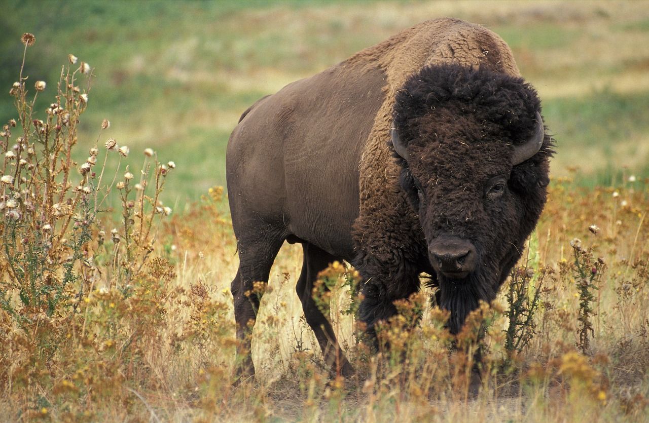 A bison is standing in a field of tall grass.