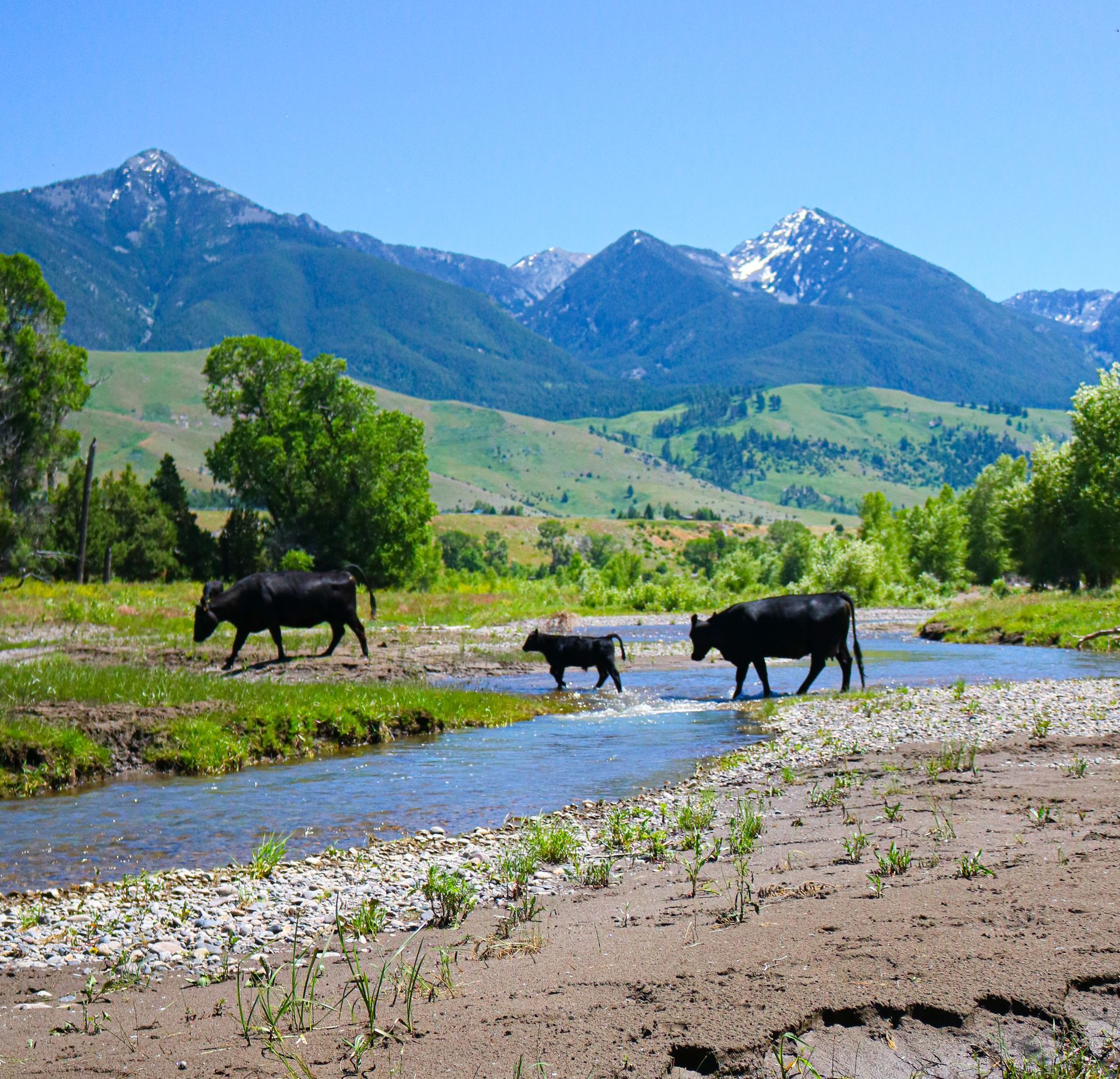 A herd of cows walking along a river with mountains in the background