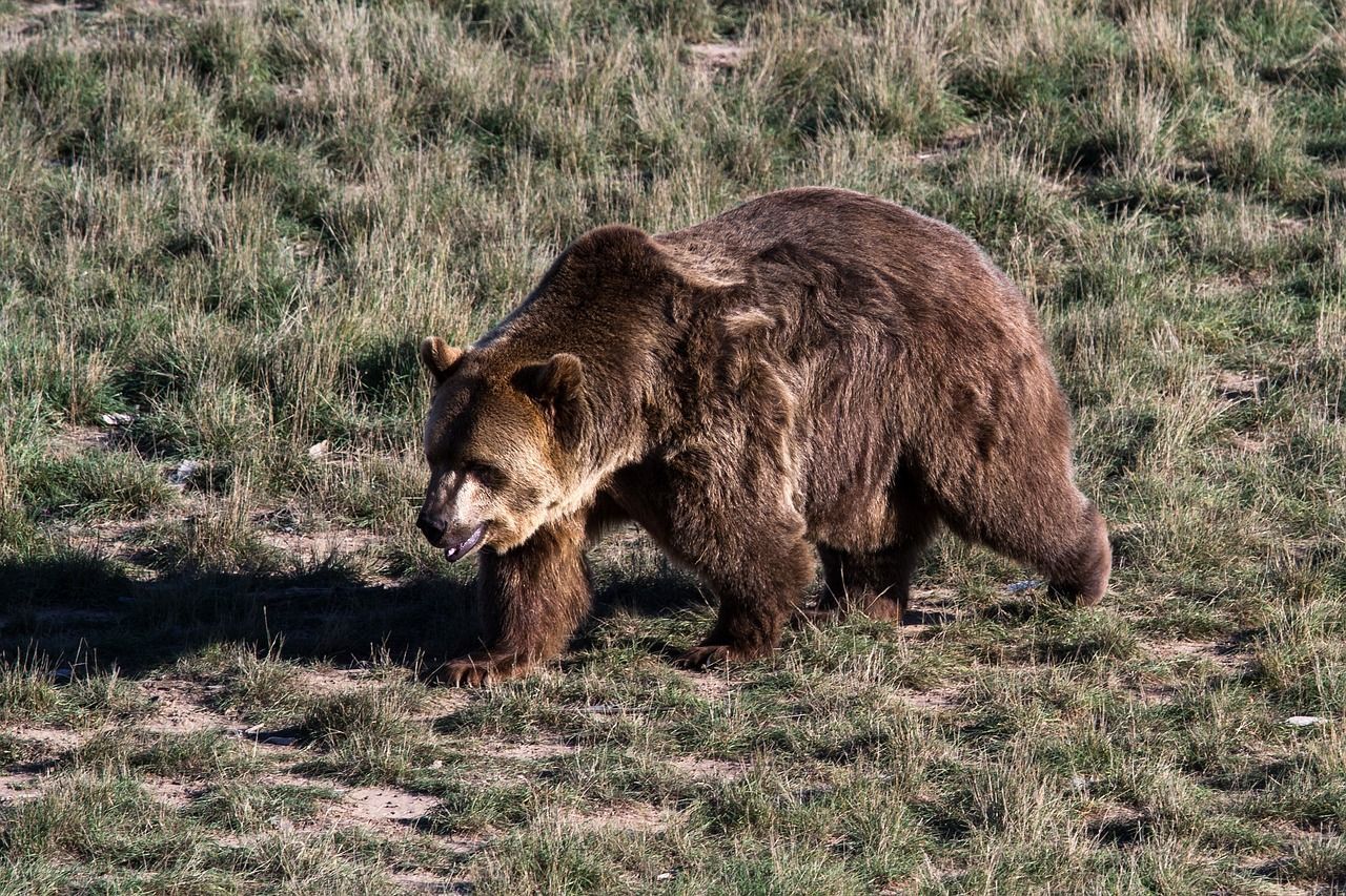 A brown bear is walking through a grassy field.