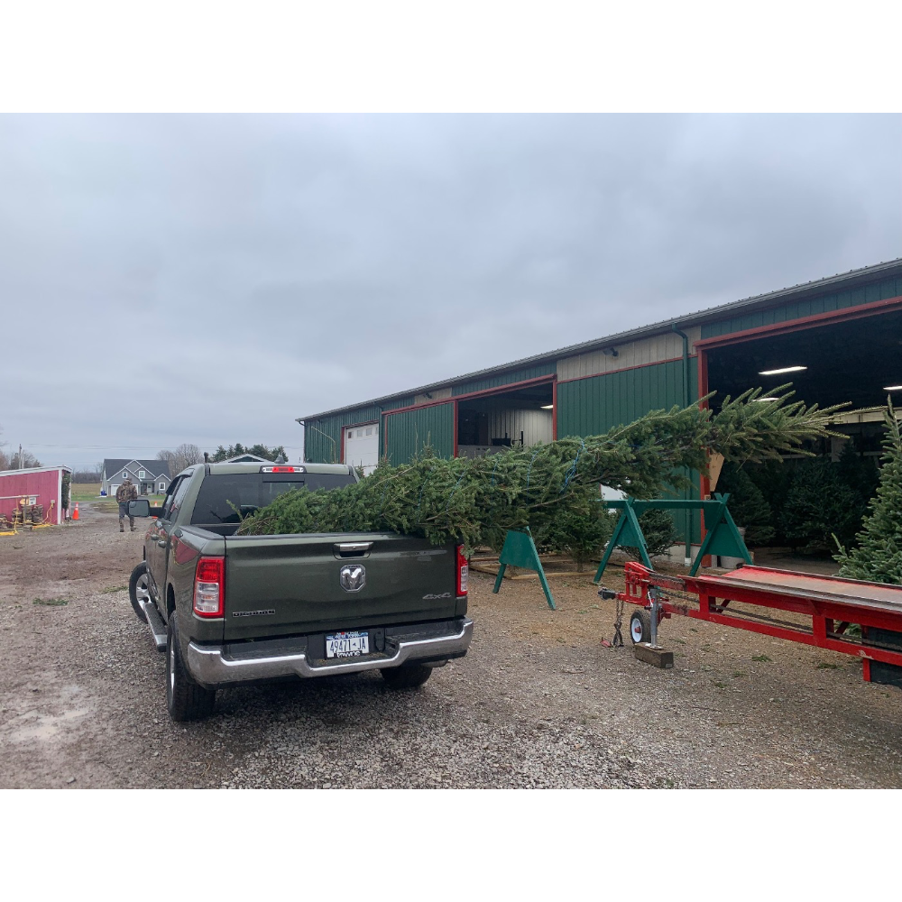 A dark green pickup truck carrying a large, long evergreen tree in its bed at a tree farm on an overcast day.