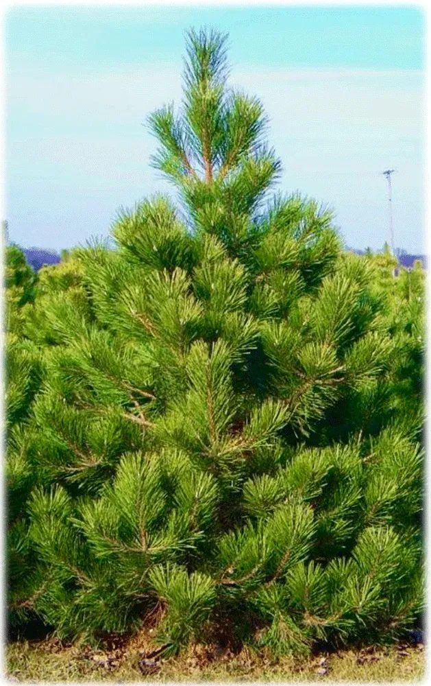 Green pine tree with needles, outdoors under a blue sky.