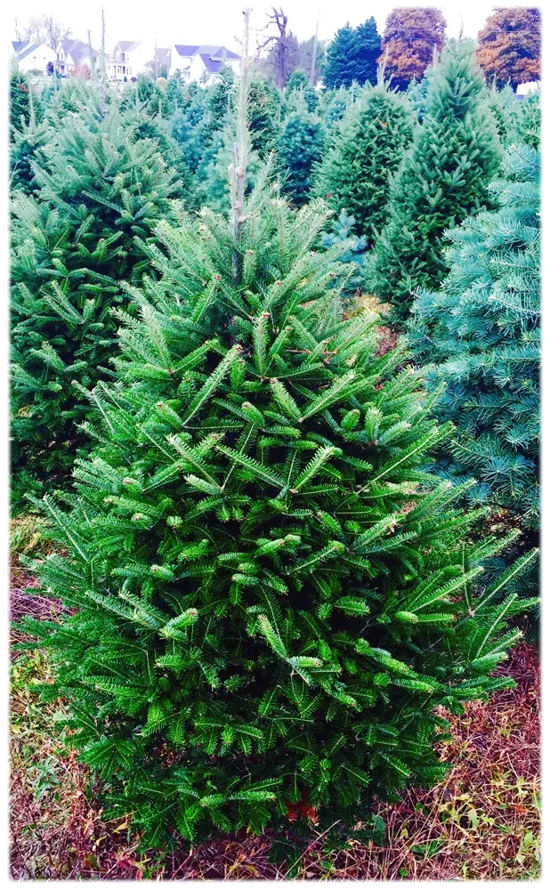 Green Christmas trees in a field, some with blue-green needles.