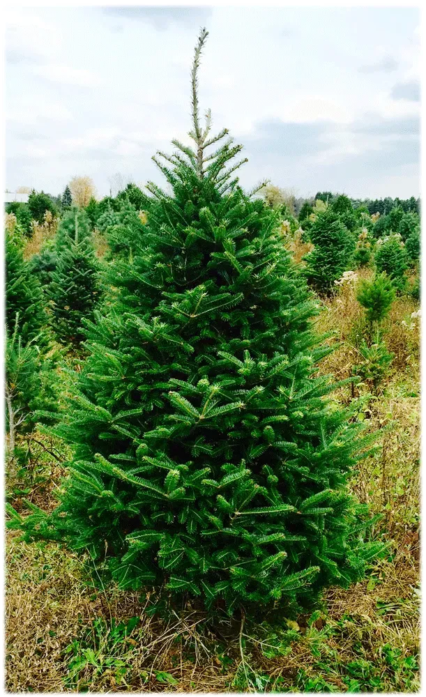 Green Christmas tree in a field, with other trees visible in the background. Overcast sky.