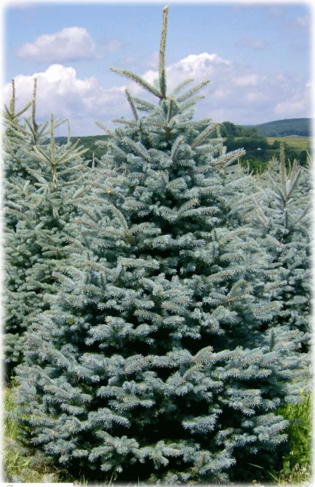 Blue spruce trees in a field, under a partly cloudy sky.