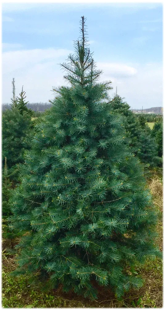 Blue-green fir tree standing tall in a field under a partly cloudy sky.