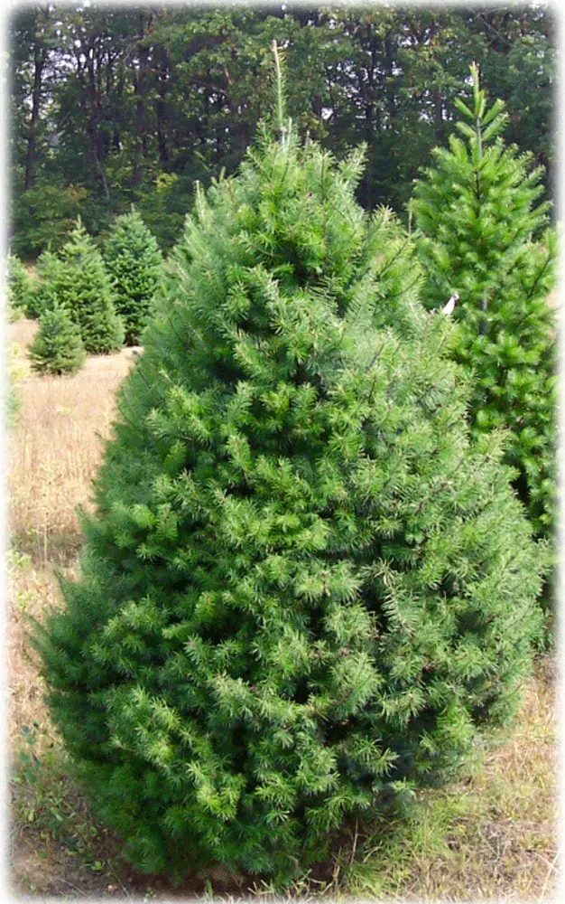 Green evergreen tree in a field, surrounded by other smaller trees.