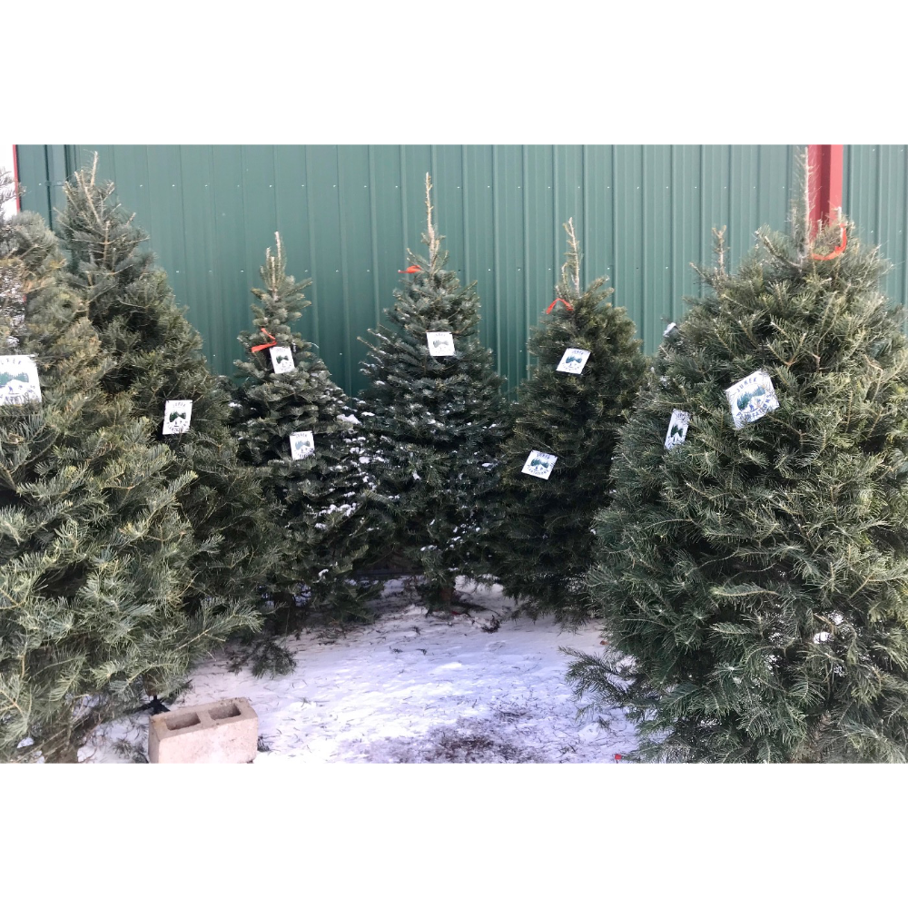 A row of evergreen Christmas trees with price tags attached, standing in snow against a green metal wall.