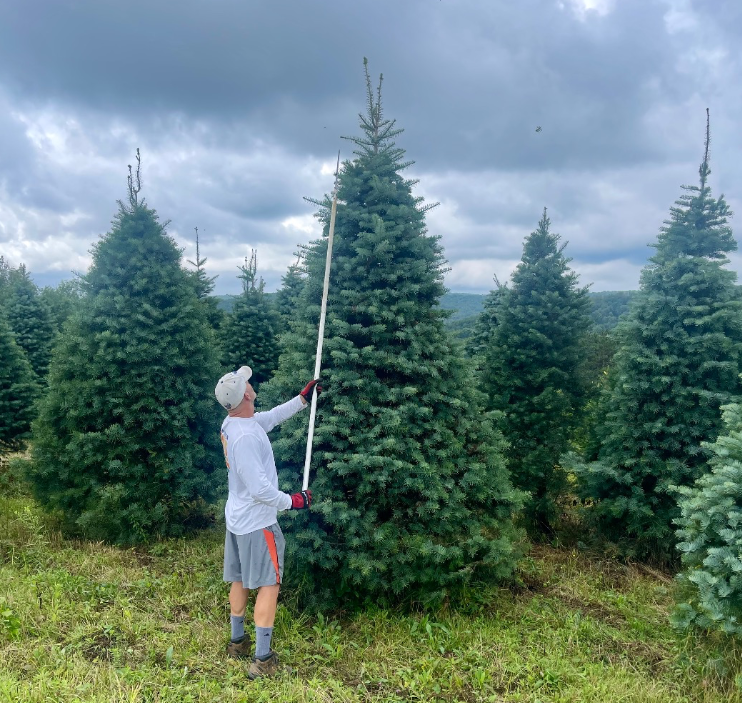A person in a white long-sleeve shirt and shorts uses a tall, thin measuring pole to gauge the height of a coniferous tree.