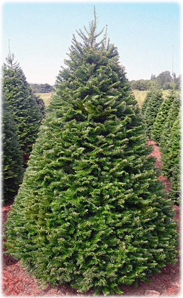 Green, conical Christmas tree in a field, tall with dense foliage.