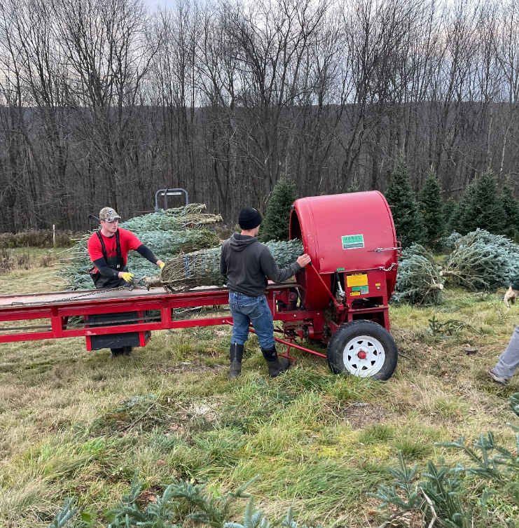 Two people operate a red tree-baling machine in a field of evergreen trees during the day.