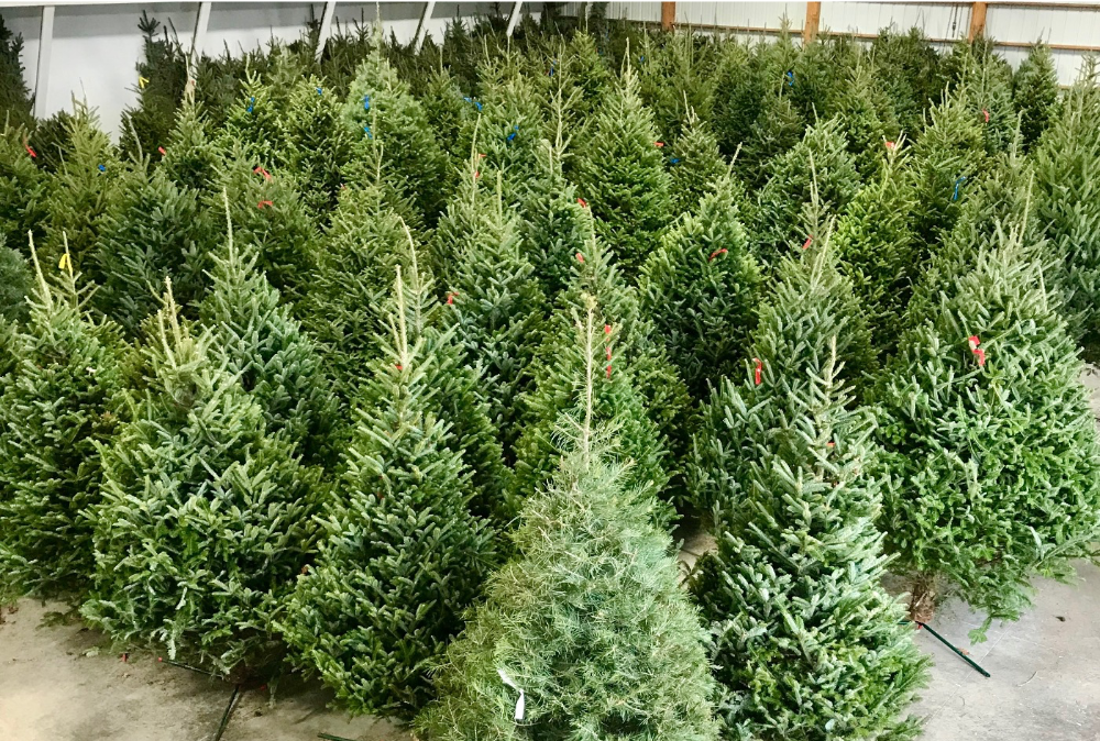 A large group of small, green, potted coniferous trees arranged in rows inside a greenhouse.