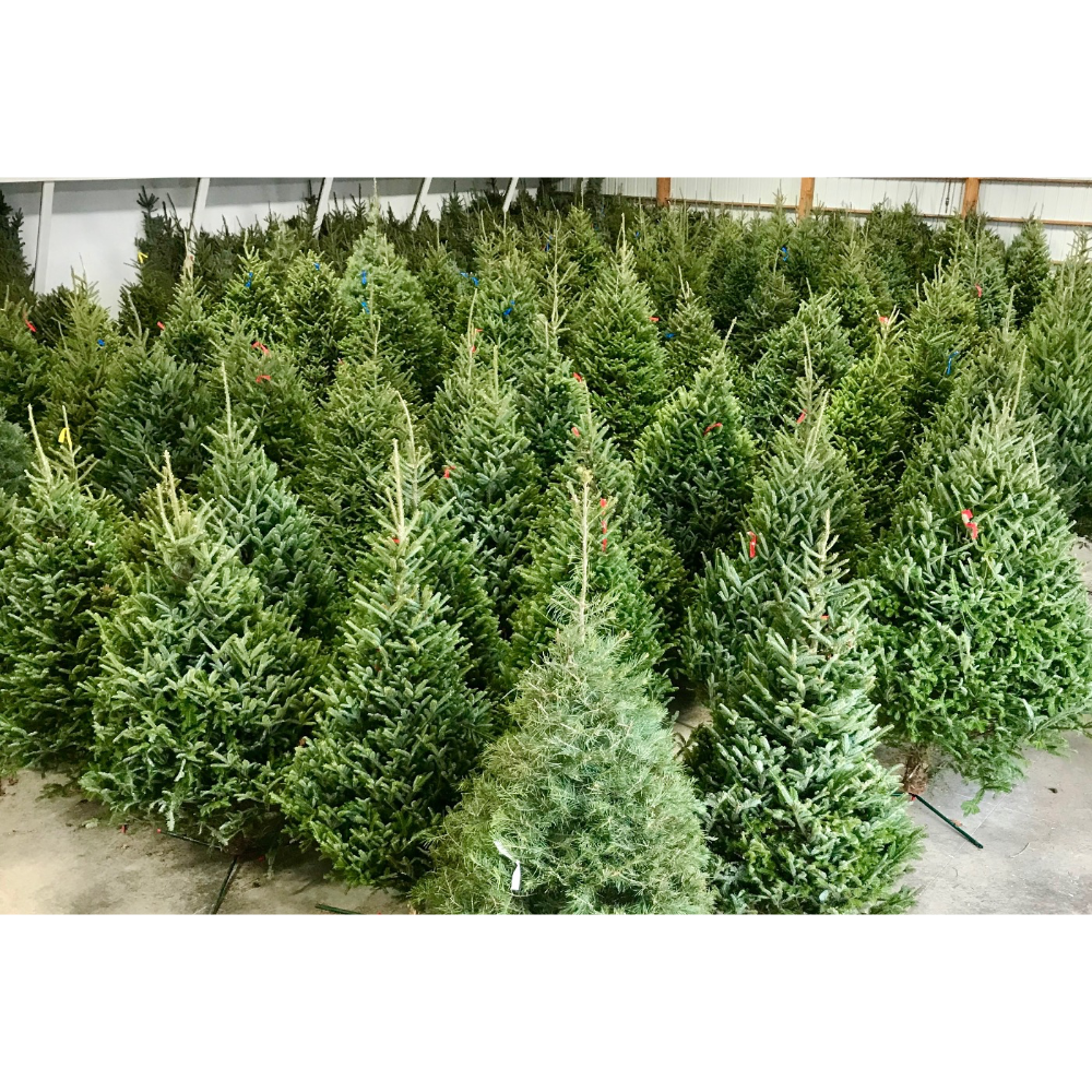 Many freshly cut evergreen Christmas trees standing close together in an indoor lot.