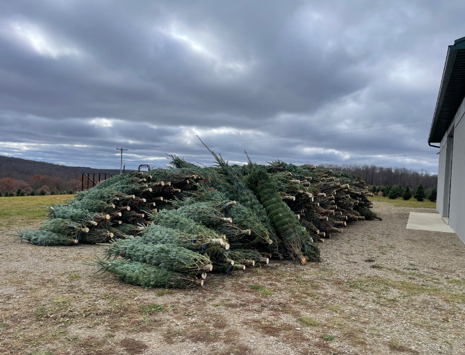 A large pile of freshly cut evergreen trees lying on a gravel lot near a building under a cloudy sky.
