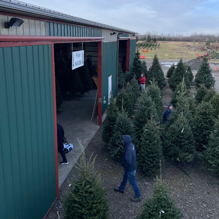 People browse Christmas trees outside a large green barn on an overcast day.