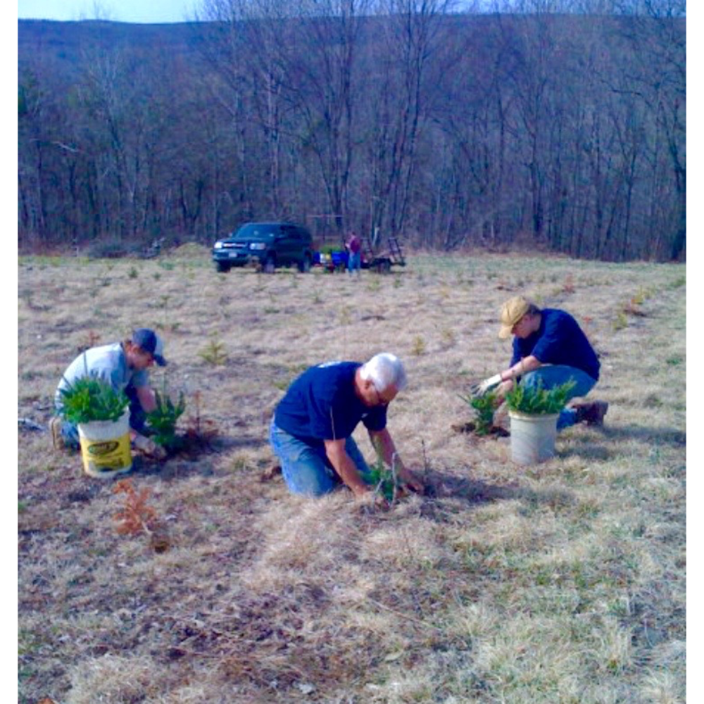 Three people plant small saplings into the grassy ground of an open field with a forest in the background.
