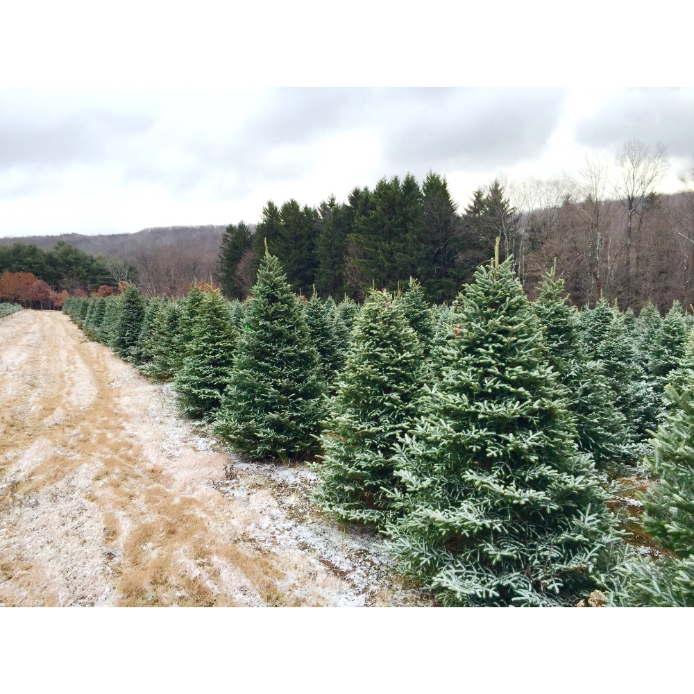 A rows of evergreen trees at a farm dusted with a light covering of snow on a cloudy day.