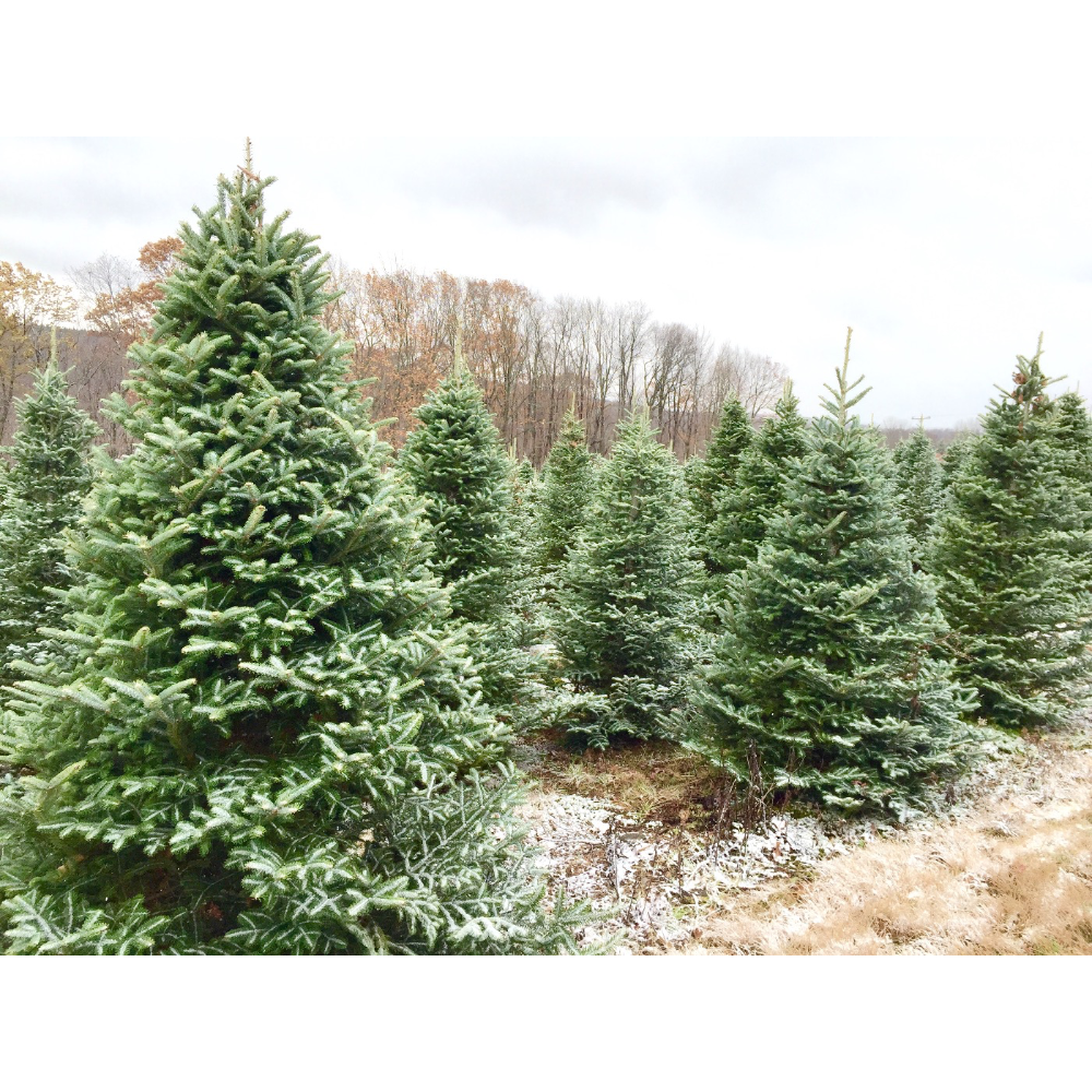 A field of lush green Christmas trees on a hillside dusted with light snow, with a backdrop of autumn-colored trees.