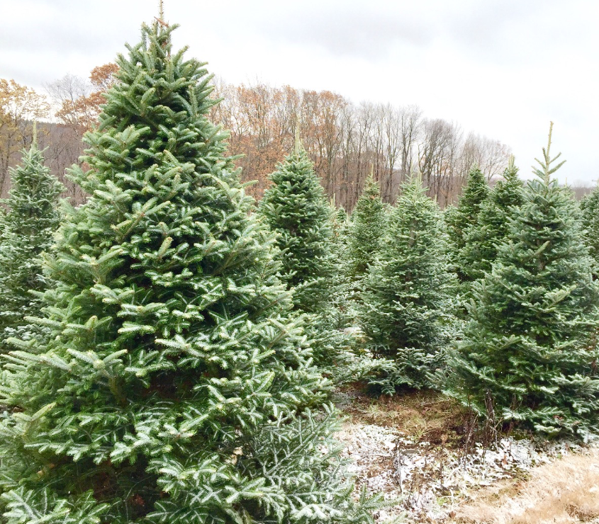 A Christmas tree farm with several rows of evergreen trees on a slightly snowy, overcast day.