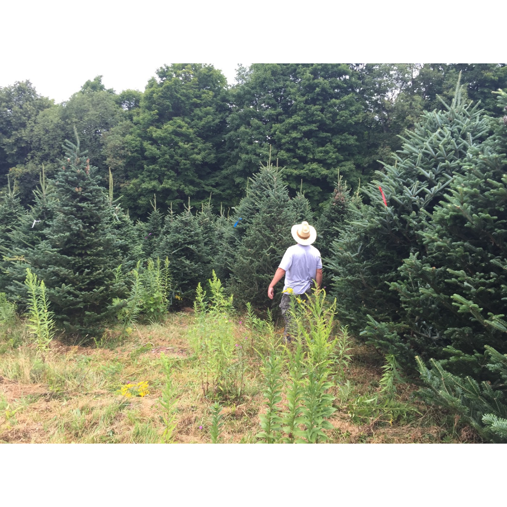 A person wearing a straw hat walks through a field of evergreen trees.