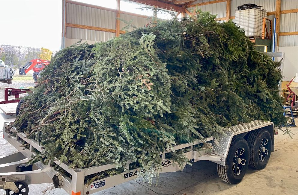 A large trailer loaded with many cut evergreen boughs, parked inside a barn or shed.