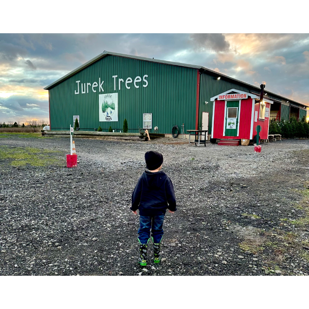 A person stands on a gravel path facing a large green building labeled "Jurek Trees" next to a small red shed at dusk.