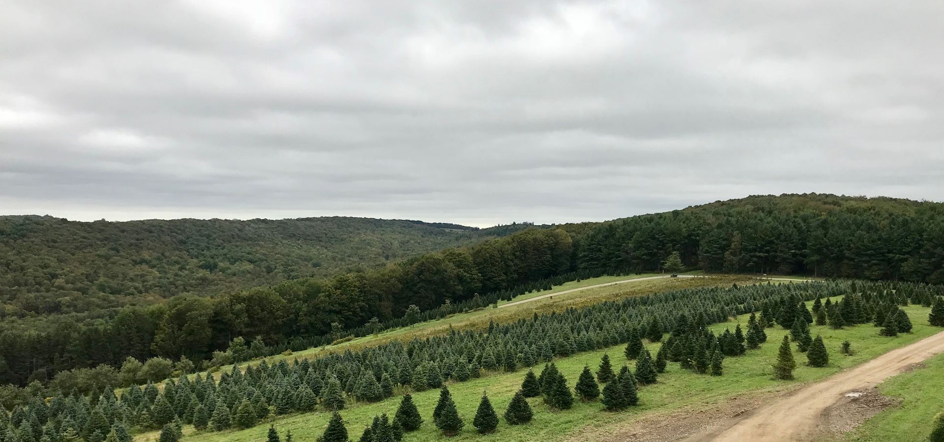 Rows of young conifer trees on a grassy hillside, bordered by a dense forest under a cloudy sky.