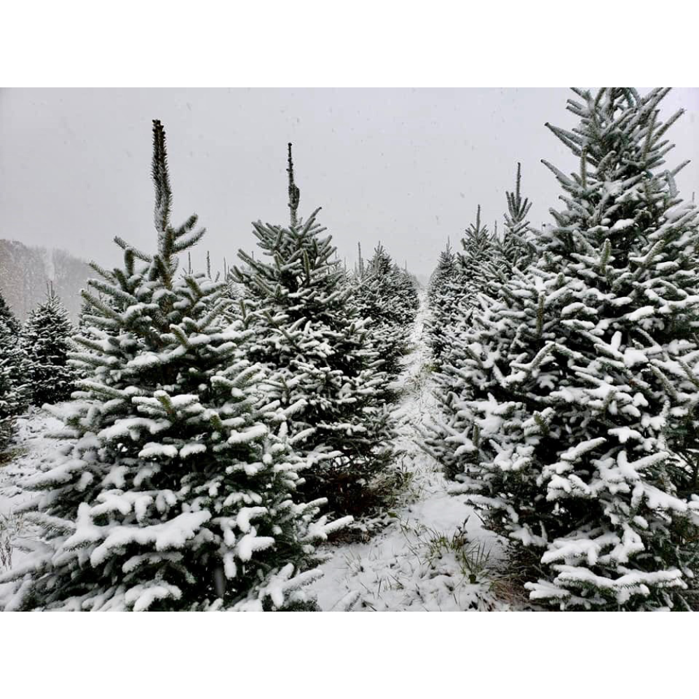 Rows of snow-covered evergreen trees stand in a field on a cloudy winter day.