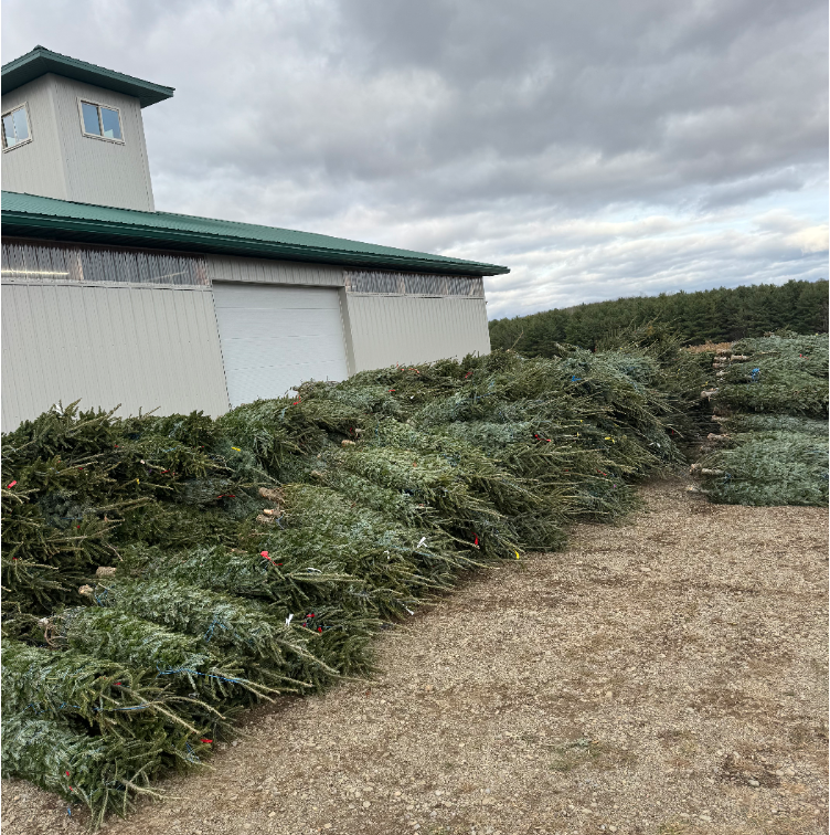 A large pile of discarded Christmas trees stacked beside a light-colored building under a cloudy sky.