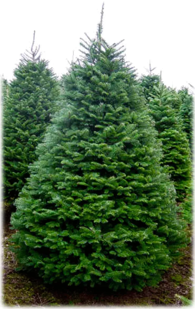 Green evergreen Christmas trees in a field, ready for harvest.