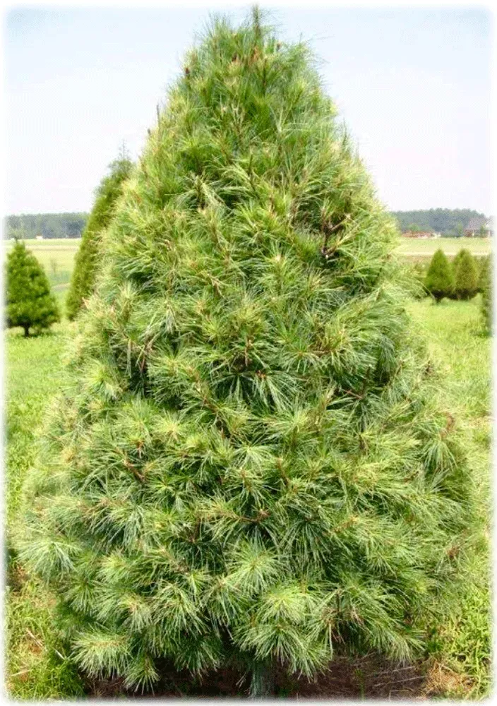 Green, cone-shaped pine tree in a field; outdoors.