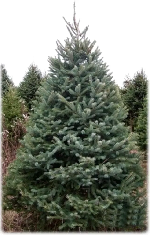 Blue spruce Christmas tree, dense green-blue needles, set in a field.