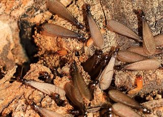 Perryopolis — Winged Termites in Uniontown, PA