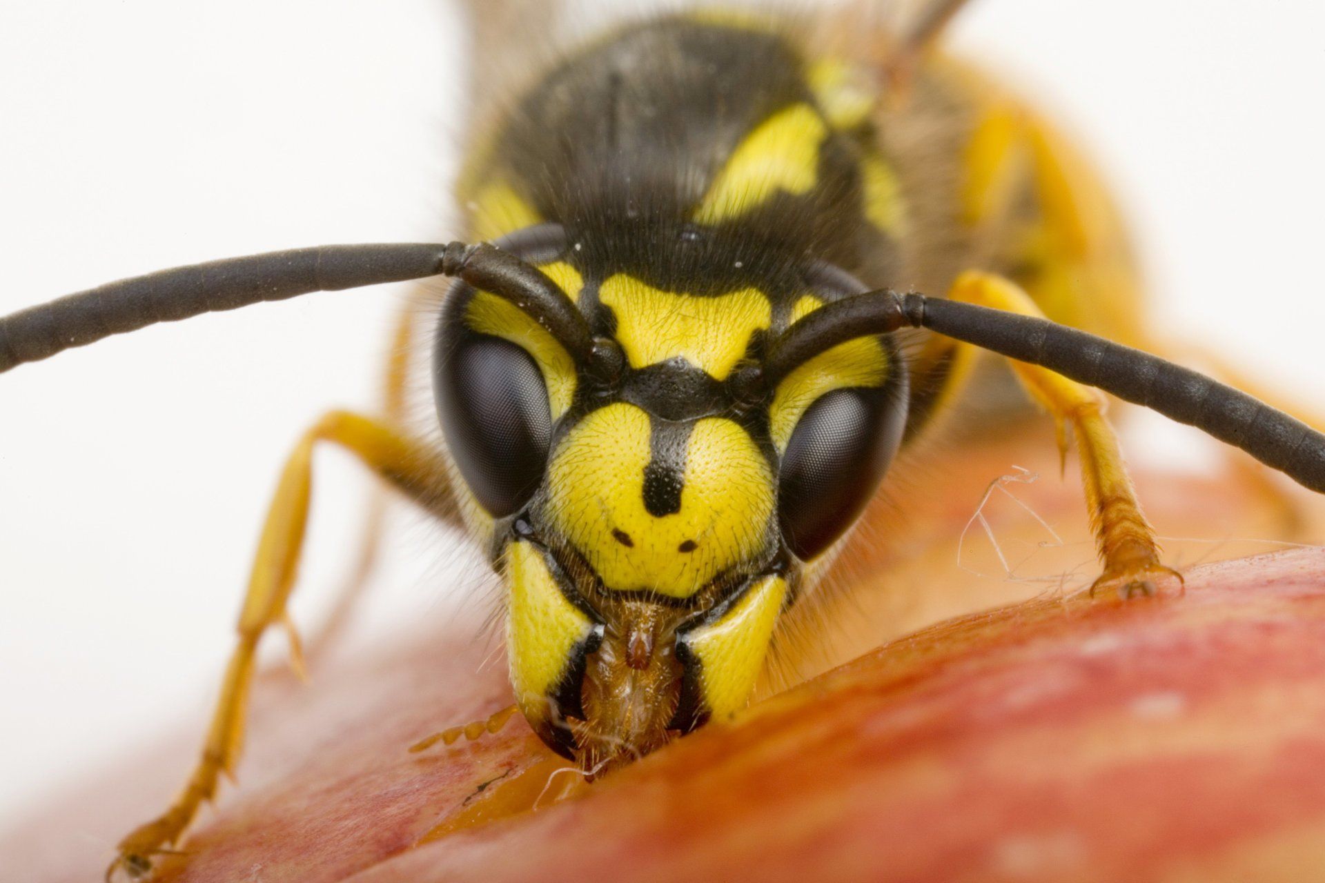 Close Up View Of Wasp — Uniontown, PA — Vermin Control Co.