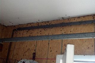 Bugs on Wall — Pest Control Company in Uniontown, PA