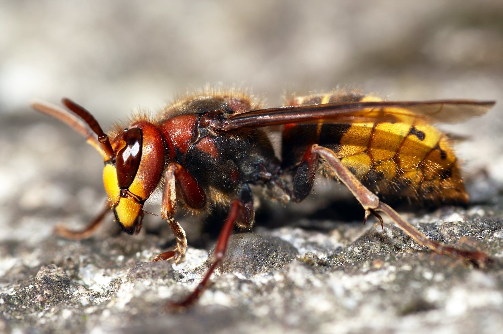 Red And Yellow Hornet — Uniontown, PA — Vermin Control Co.