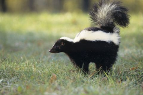 Skunk On Grass — Uniontown, PA — Vermin Control Co.
