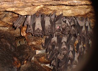 Horde Of Bats — Uniontown, PA — Vermin Control Co.
