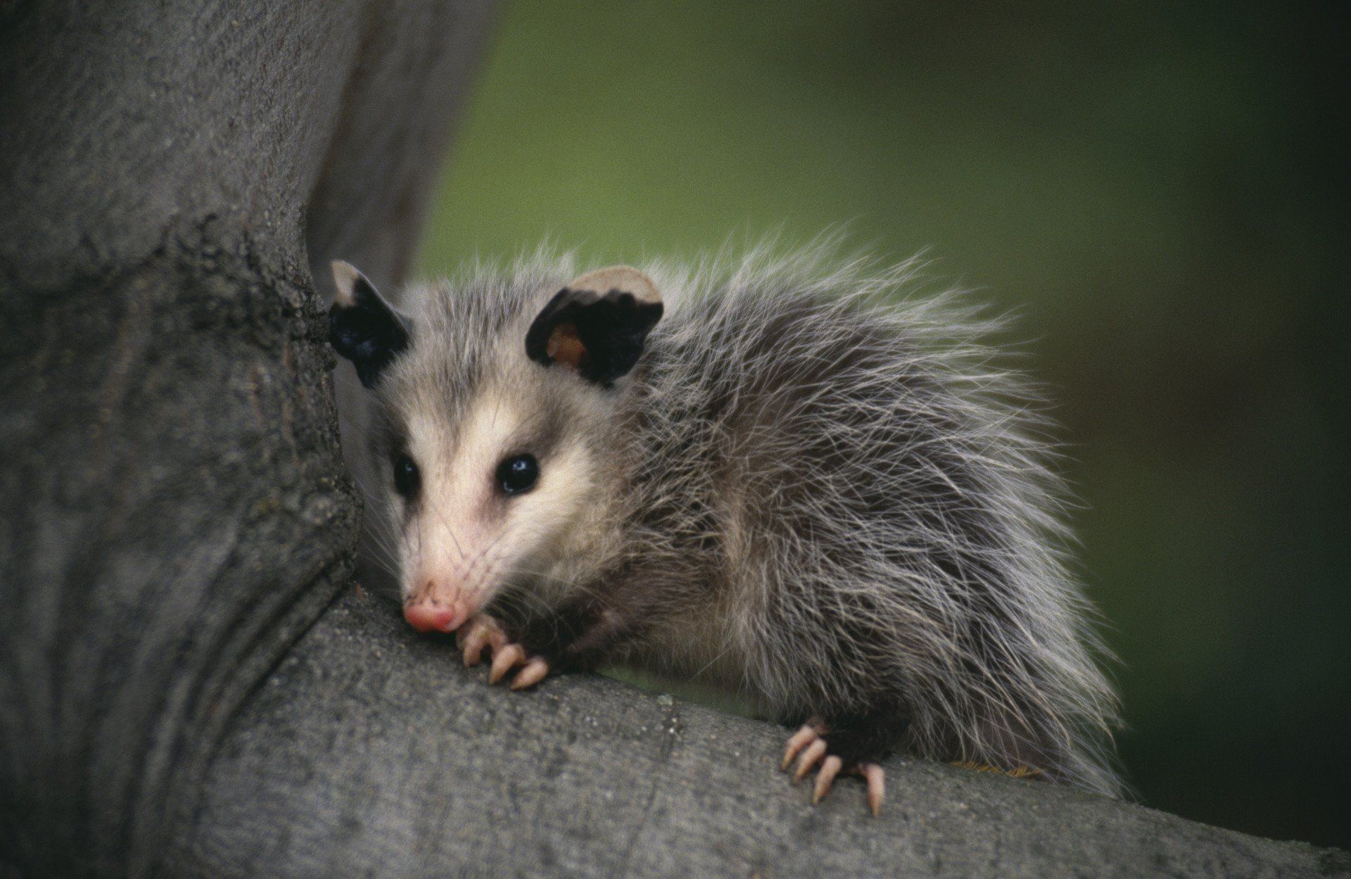 Possum On Tree — Uniontown, PA — Vermin Control Co.