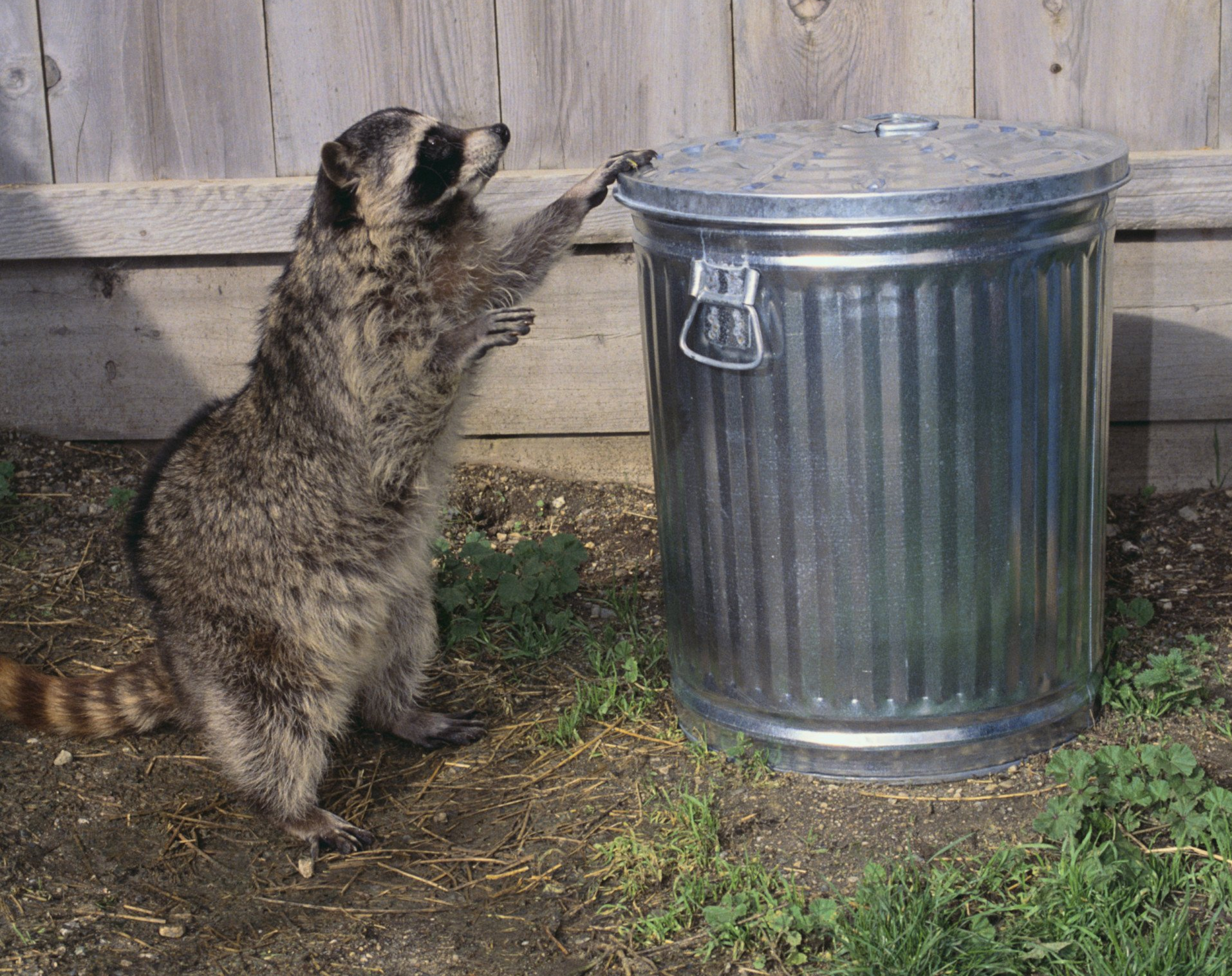 Racoon Holding Trash Can — Uniontown, PA — Vermin Control Co.
