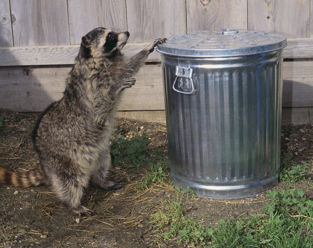 Animal Control - Uniontown, PA - Vermin Control