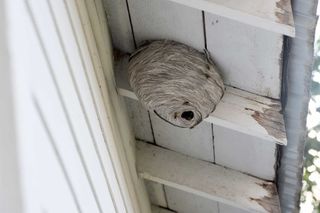 Hopwood — High Hornets Nest in Uniontown, PA