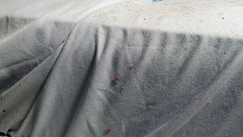 Bed Covers With Bed Bugs — Pest Control in Uniontown, PA