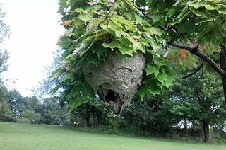 Insects in Tree — Insects Control in Uniontown, PA