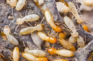 Termites — Termite Control in Uniontown, PA