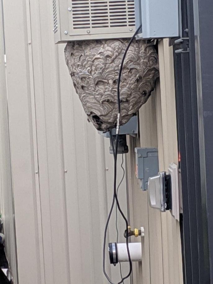 Bald Face Hornet Nest — Uniontown, PA — Vermin Control Co.
