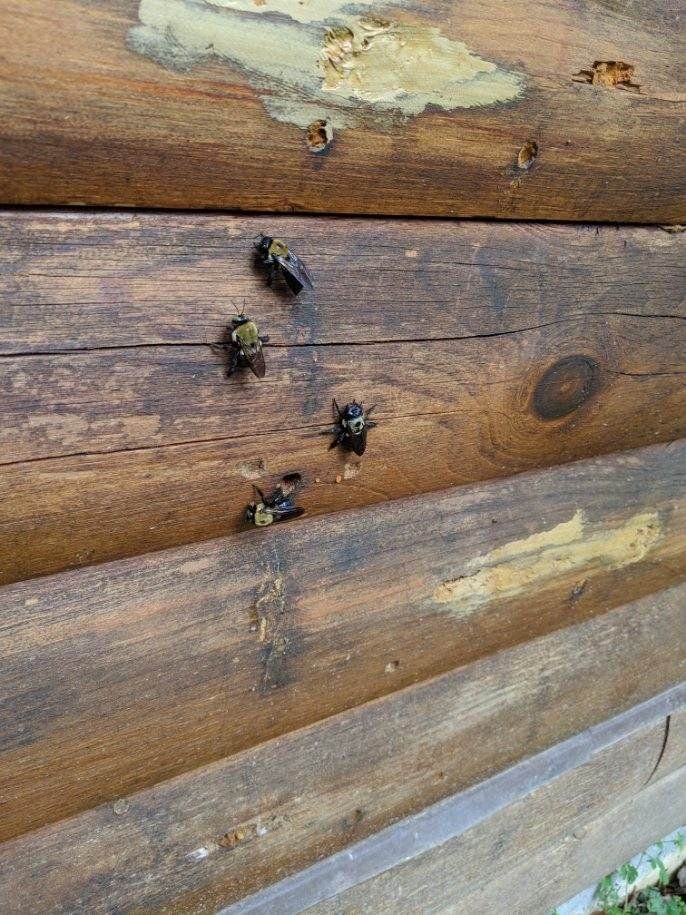 Carpenter Bees On Wood — Uniontown, PA — Vermin Control Co.