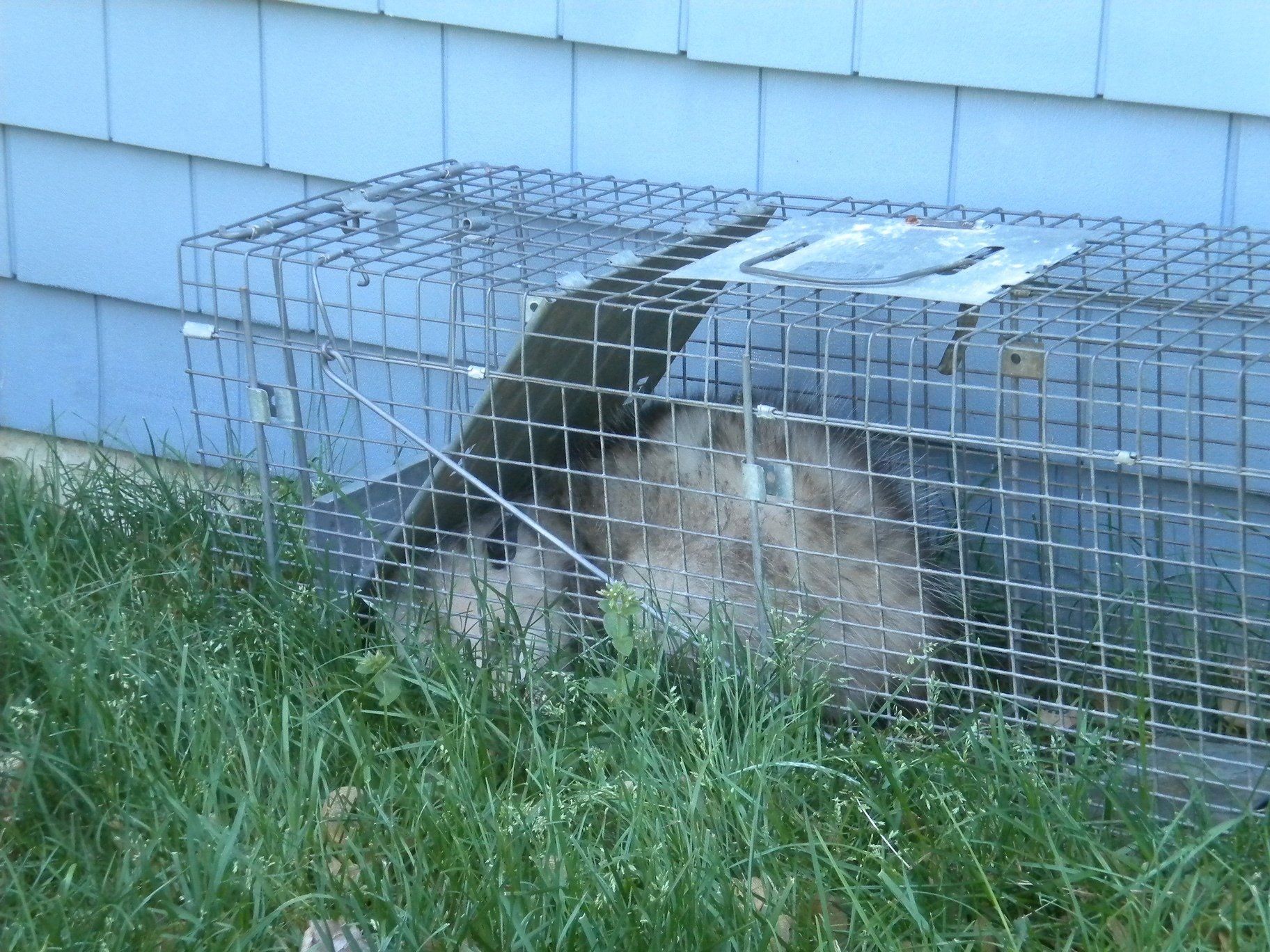 Possum On A Cage — Uniontown, PA — Vermin Control Co.
