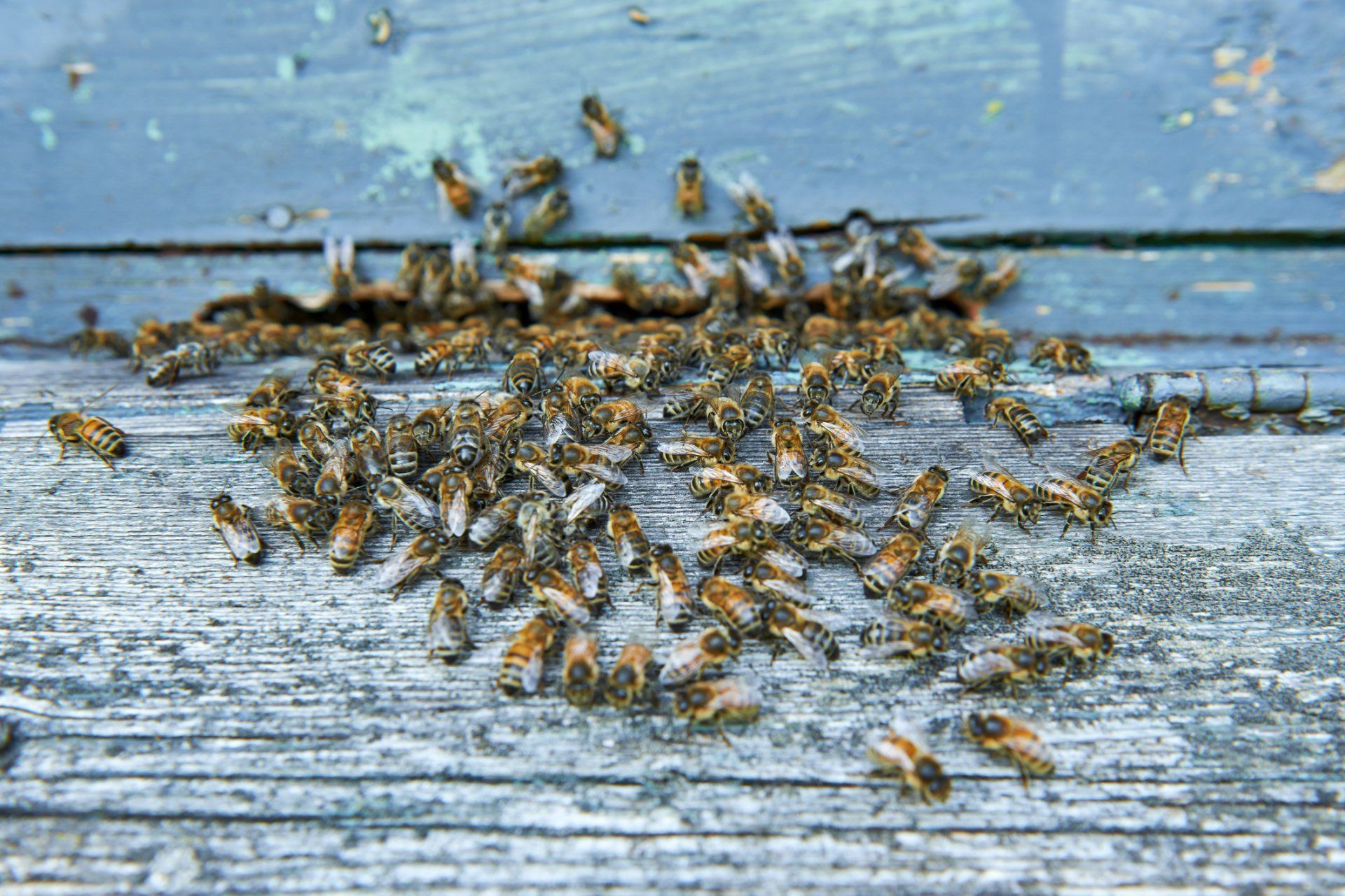 Bees On Wood — Uniontown, PA — Vermin Control Co.