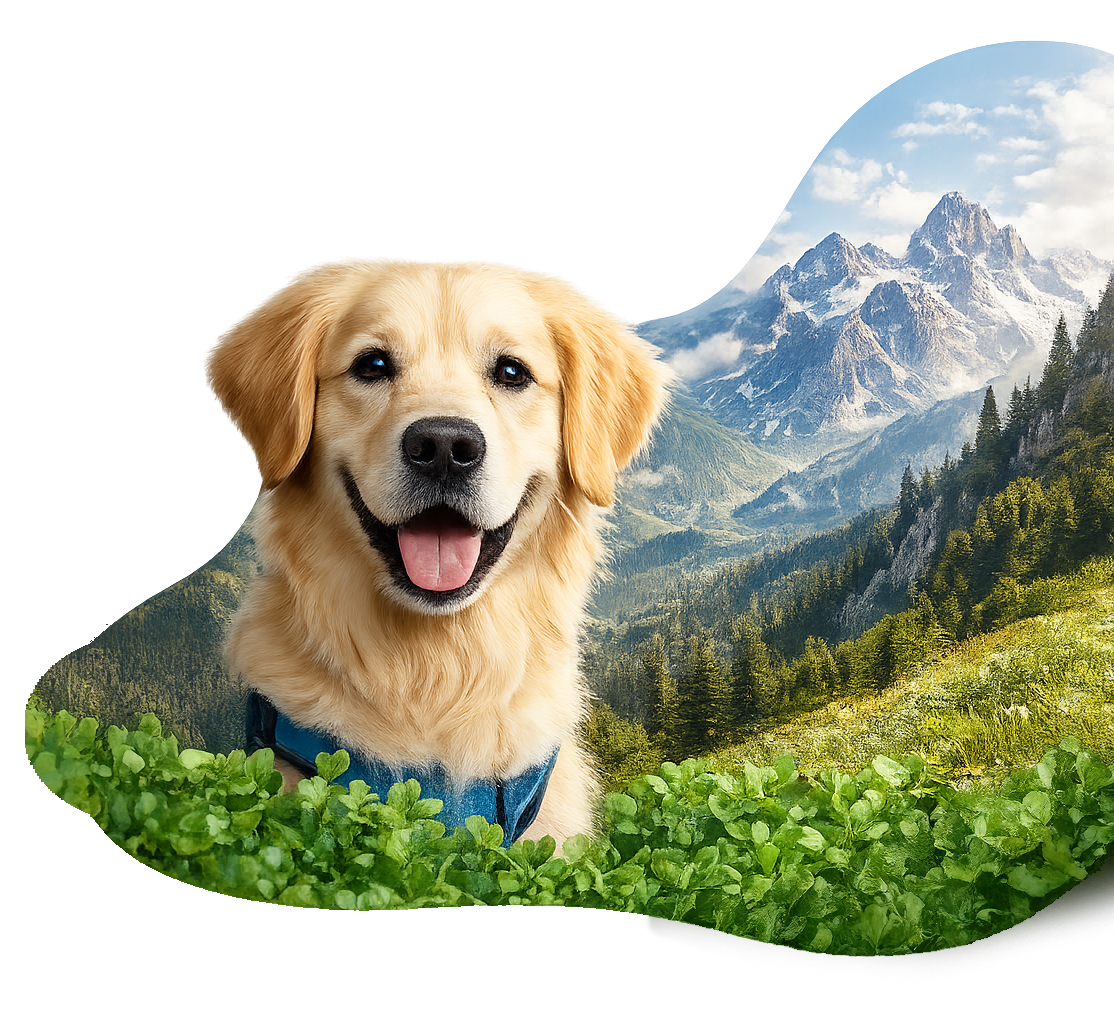 Golden retriever che indossa una pettorina blu e sorride in un campo erboso con un paesaggio montano sullo sfondo.